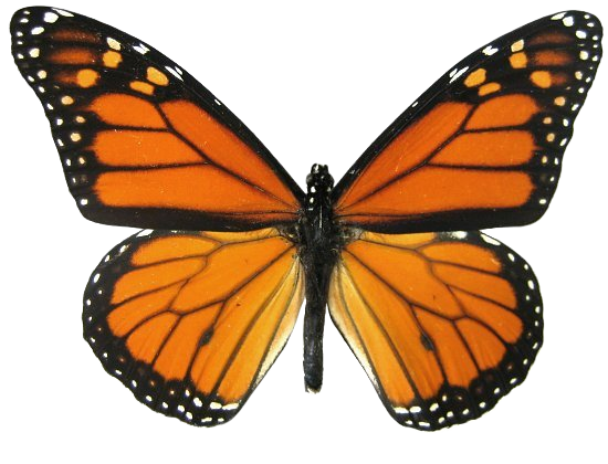 Monarch Design logo